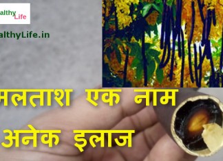 cassia fistula amaltas