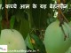 जानिए, कच्चे आम के यह बेहतरीन फायदे –  know the benefit of row mango know the benefit of row mango