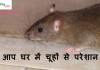 क्या आप घर में चूहों से परेशान है –  Best home remedies to get rid of rats easily best home remedies to get rid of rats easily