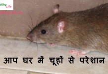 best home remedies to get rid of rats easily