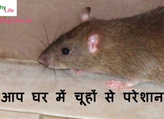 best home remedies to get rid of rats easily