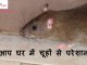 क्या आप घर में चूहों से परेशान है – Best home remedies to get rid of rats easily best home remedies to get rid of rats easily