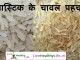 प्लास्टिक के चावल पहचाने – Difference between plastic rice and normal rice प्लास्टिक के चावल पहचाने - Difference between plastic rice and normal rice