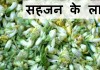 सहजन के लाभ – Health benefits of Drumstick सहजन के लाभ - Health benefits of Drumstick
