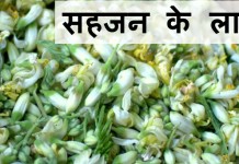 सहजन के लाभ - Health benefits of Drumstick