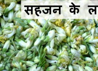 सहजन के लाभ – Health benefits of Drumstick सहजन के लाभ - Health benefits of Drumstick
