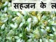 सहजन के लाभ – Health benefits of Drumstick सहजन के लाभ - Health benefits of Drumstick