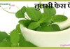 तुलसी फेस पैक – Tulsi Face Pack tulsi-facepack