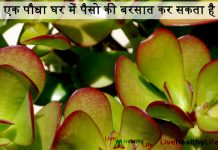 एक पौधा घर में पैसो की बरसात कर सकता है