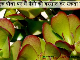 एक पौधा घर में पैसो की बरसात कर सकता है