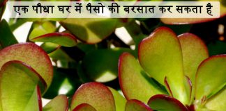 एक पौधा घर में पैसो की बरसात कर सकता है