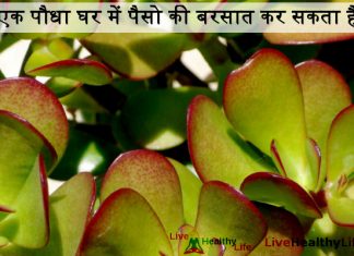 एक पौधा घर में पैसो की बरसात कर सकता है