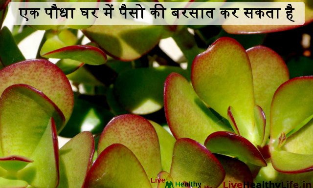 एक पौधा घर में पैसो की बरसात कर सकता है