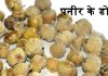 पनीर के फूल (डोडी) Paneer Ke Phool For Diabetes / Wthania Coagulans पनीर के डोडी (फूल) Paneer Dodi / Wthania Coagulans