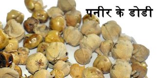 पनीर के डोडी (फूल) Paneer Dodi / Wthania Coagulans