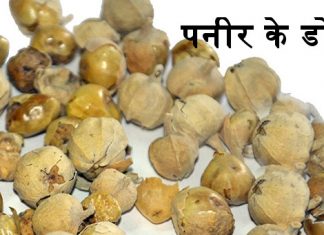 पनीर के डोडी (फूल) Paneer Dodi / Wthania Coagulans