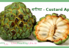 शरीफा – कस्टर्ड एप्पल Custard Apple Custard Apple
