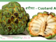 शरीफा – कस्टर्ड एप्पल Custard Apple Custard Apple