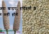 बाजरा खाए रोग नहीं होंगे | बाजरा के फायदे और नुकसान Benefits Of Bajra (Millet) in Hindi bajra