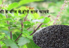 tulsi-ke-beej