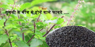 tulsi-ke-beej