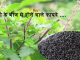 tulsi-ke-beej