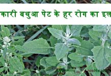 गुणकारी बथुआ पेट के हर रोग का इलाज Beneficial Bathua pet ke har rog ka ilaj गुणकारी बथुआ पेट के हर रोग का इलाज