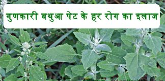 गुणकारी बथुआ पेट के हर रोग का इलाज