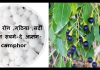 त्वचा रोग ,गठिया ,सर्दी ज़ुकाम सबमे दे आराम- कपूर camphor camphor