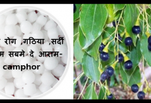 camphor