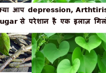 क्या आप depression , Arthtiris , Sugar से परेशान है -एक इलाज़ गिलोय giloy