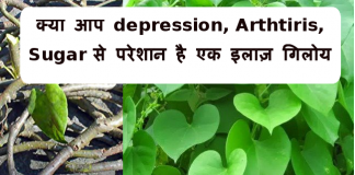 क्या आप depression , Arthtiris , Sugar  से परेशान है -एक इलाज़ गिलोय giloy