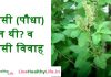 तुलसी (पौधा) कौन थी? व  तुलसी विवाह – Tulsi Vivah तुलसी (पौधा) कौन थी? व तुलसी विवाह