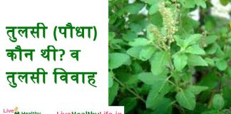 तुलसी (पौधा) कौन थी? व तुलसी विवाह