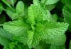 पुदीना के फायदे, उपयोग और औषधीय लाभ गुण Benefits of mint leaves in Hindi