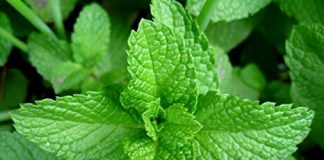 पुदीना के फायदे, उपयोग और औषधीय लाभ गुण Benefits of mint leaves in Hindi