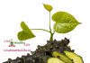गिलोय के औषधीय गुण, फायदे और नुकसान : Giloy Ayurvedic Uses, Benefits And Side Effects In Hindi