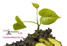 गिलोय के औषधीय गुण, फायदे और नुकसान : Giloy Ayurvedic Uses, Benefits And Side Effects In Hindi