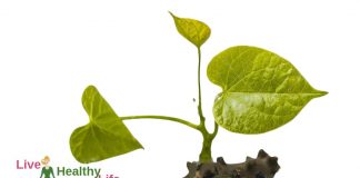 गिलोय के औषधीय गुण, फायदे और नुकसान : Giloy Ayurvedic Uses, Benefits And Side Effects In Hindi