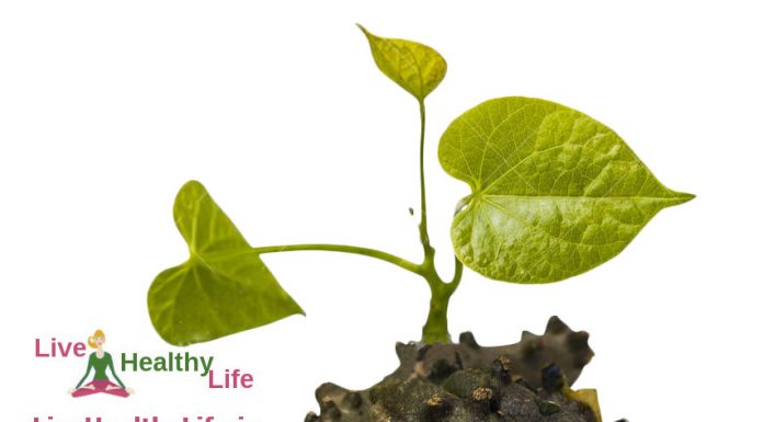 गिलोय के औषधीय गुण, फायदे और नुकसान : Giloy Ayurvedic Uses, Benefits And Side Effects In Hindi