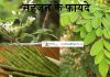 सहजन (मोरिंगा) के फायदे और नुकसान – Sahjan (Moringa) Benefits and Side Effects in Hindi