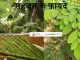 सहजन (मोरिंगा) के फायदे और नुकसान – Sahjan (Moringa) Benefits and Side Effects in Hindi