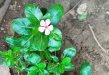 सदाबहार के फूल और पत्तियां सेहत के लिए होते हैं बहुत फायदेमंद, जानें इसके फायदे और सेवन का तरीका Sadabahar Vinca Rosea