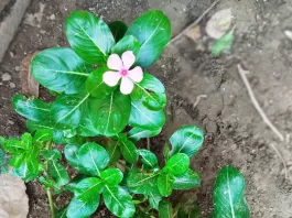 Sadabahar Vinca Rosea