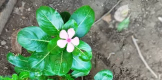 सदाबहार के फूल और पत्तियां सेहत के लिए होते हैं बहुत फायदेमंद, जानें इसके फायदे और सेवन का तरीका Sadabahar Vinca Rosea