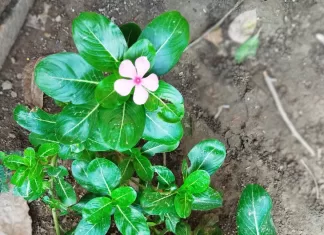 Sadabahar Vinca Rosea