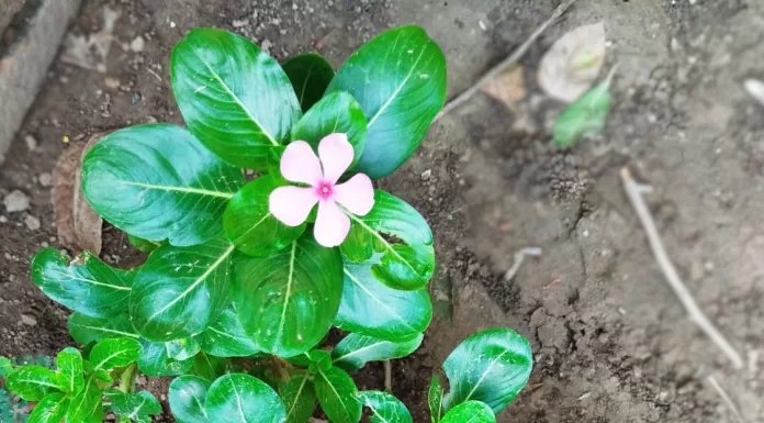 सदाबहार के फूल और पत्तियां सेहत के लिए होते हैं बहुत फायदेमंद, जानें इसके फायदे और सेवन का तरीका Sadabahar Vinca Rosea