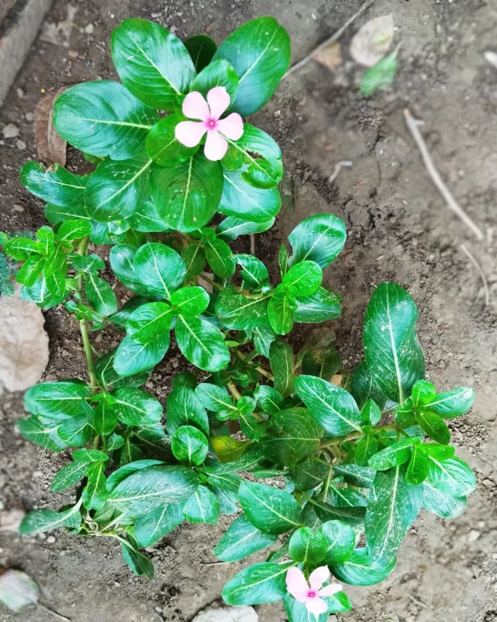 Sadabahar Vinca Rosea Sadabahar Vinca Rosea