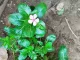 Sadabahar Vinca Rosea