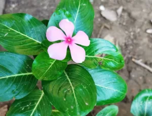 sadabahar leaves flower health use